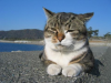 oogiriphp_146.jpg